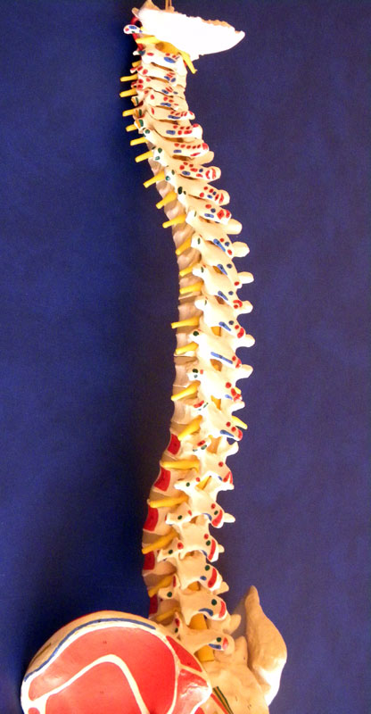 Wirbelsäule